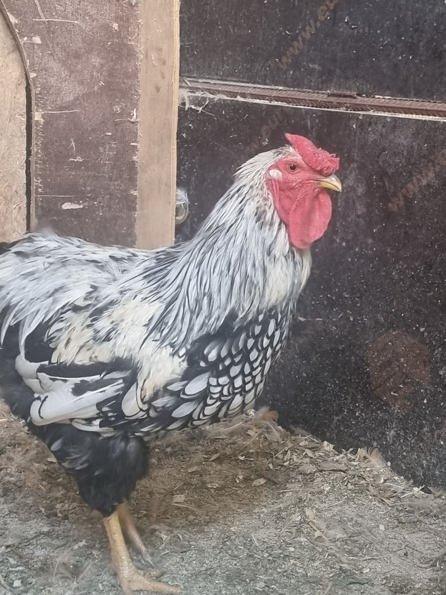 Продам кур