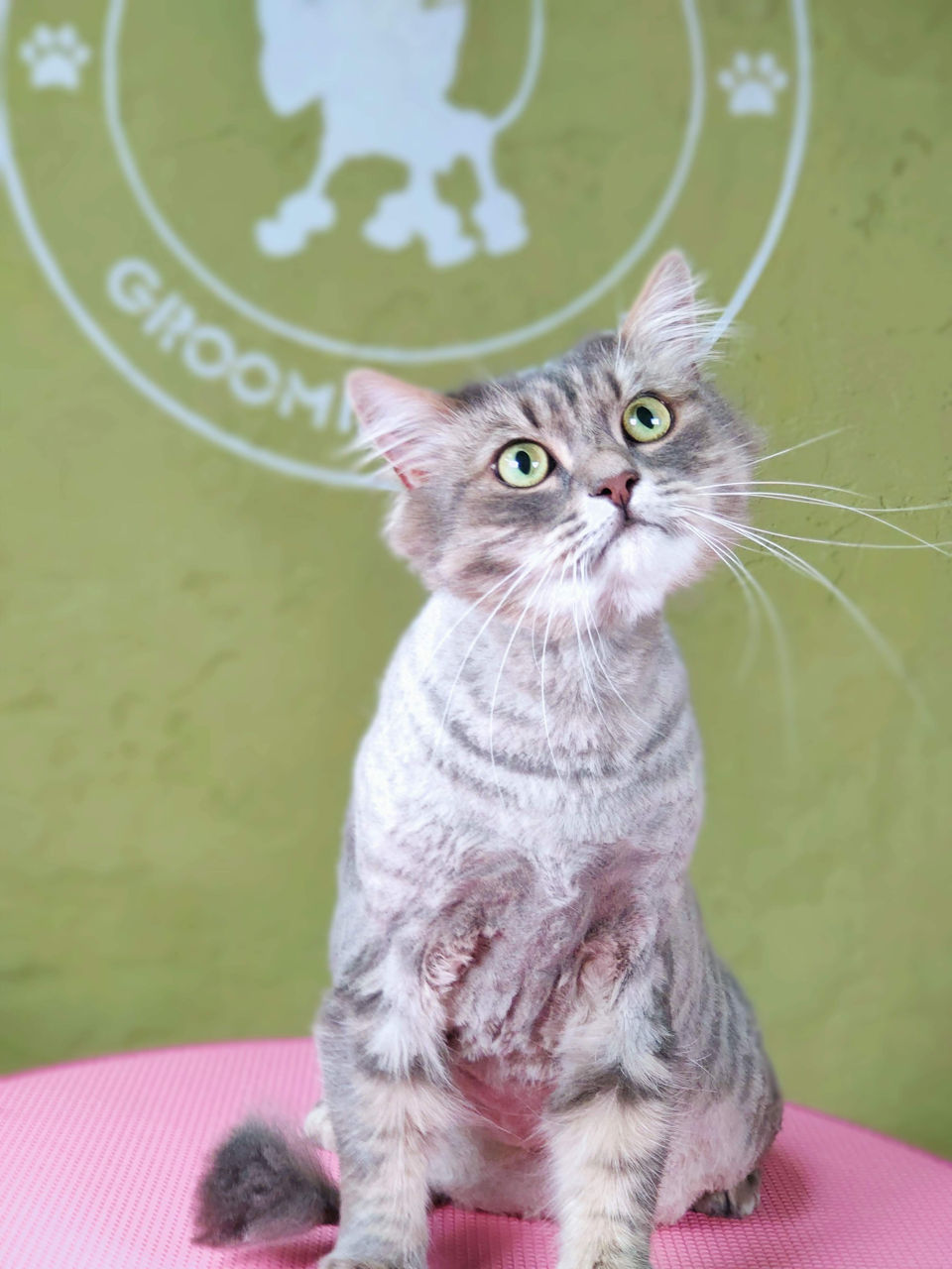 "Arlechino Grooming Studio". Буюканы. Стрижка кошек. фото 2