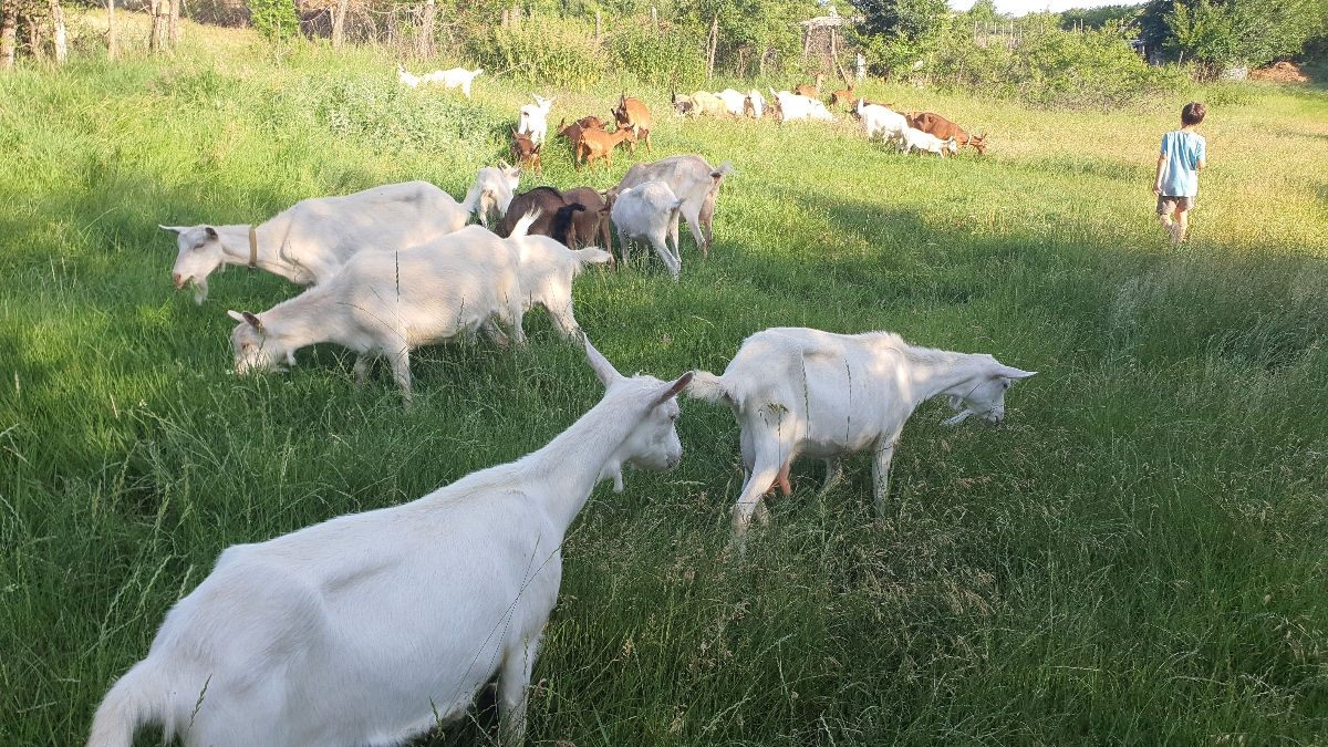 Vând capre şi iediţe bune foto 2