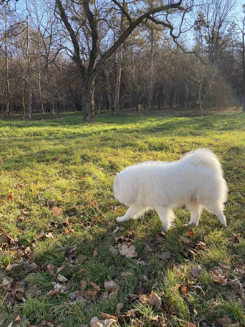 Самоед (Samoyed) для вязки (imperechere) foto 6