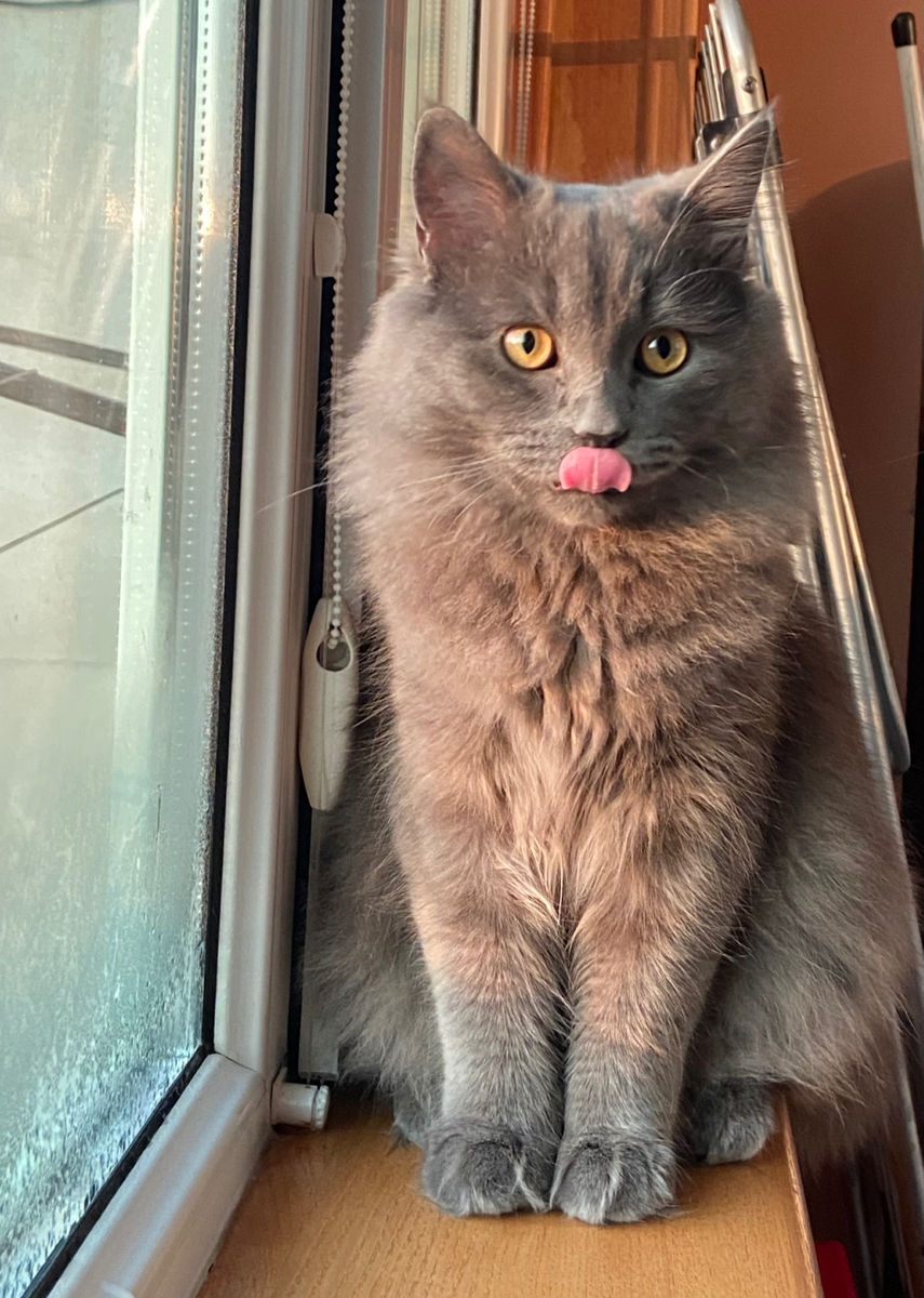 Отдам кота в хорошие руки
