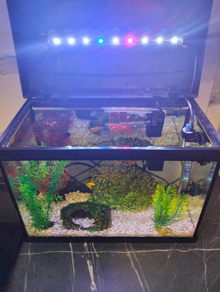 Acvarium cu pesti foto 0