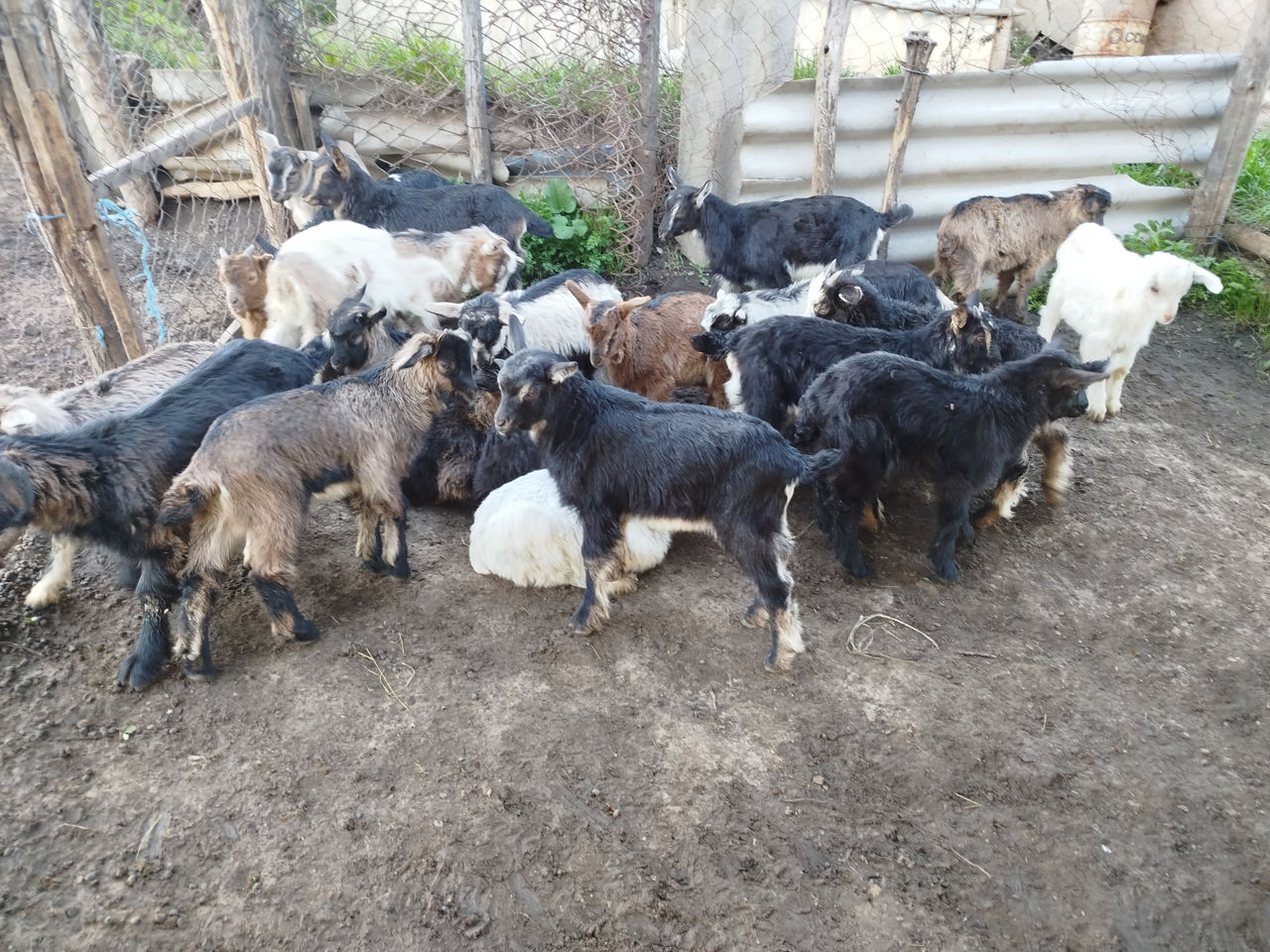 Avem în vînzare ieduți  фото 1