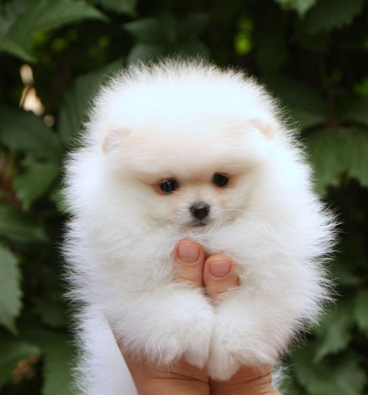 Мини(toi spitz Pomeranian) foto 5