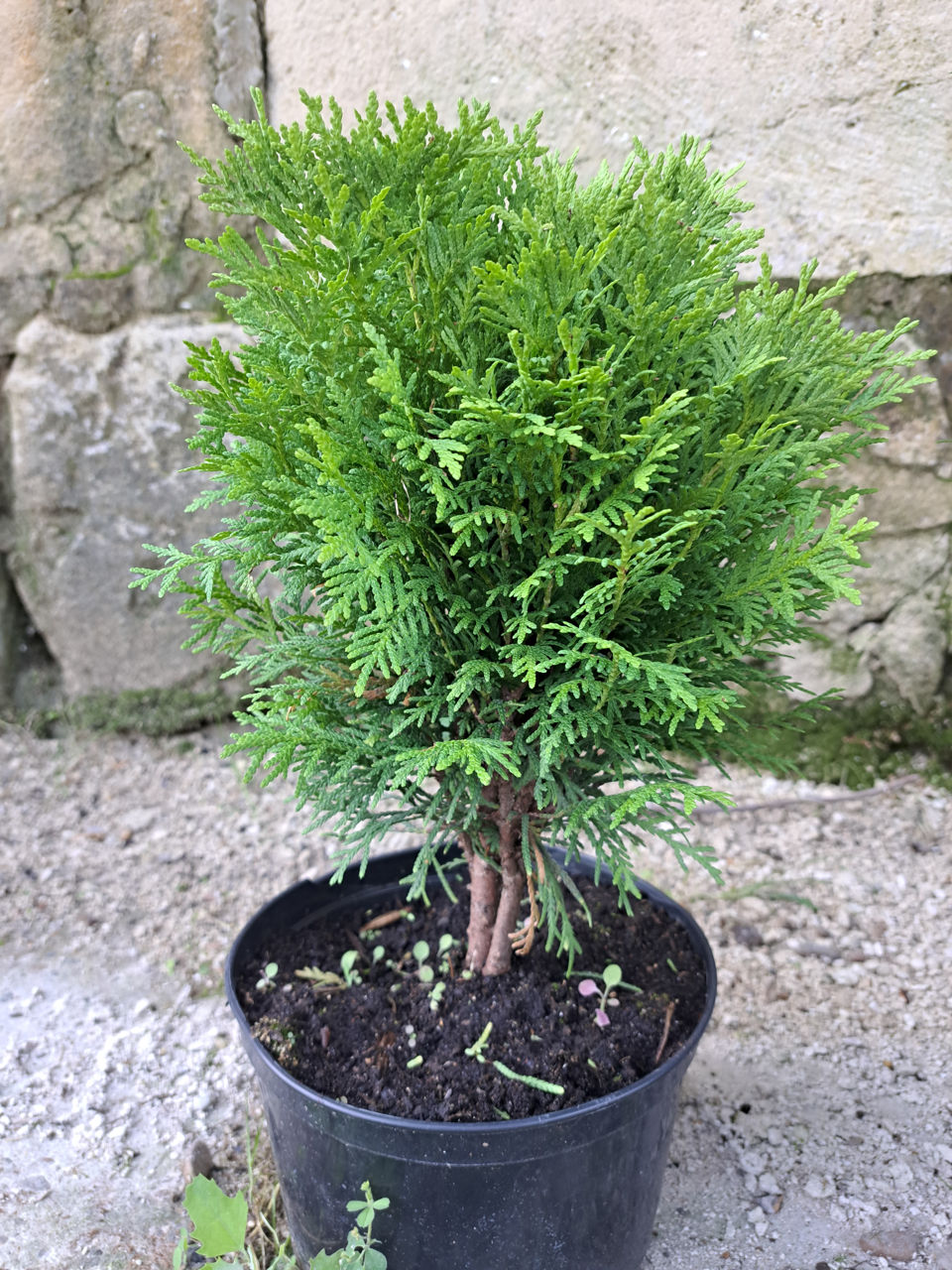 Thuja occidentalis foto 4