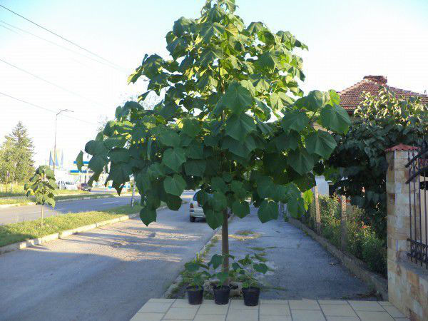 Павловния Шан Тонг и Томентоса. Puieti Paulownia Shan Tong si Tomentosa ...