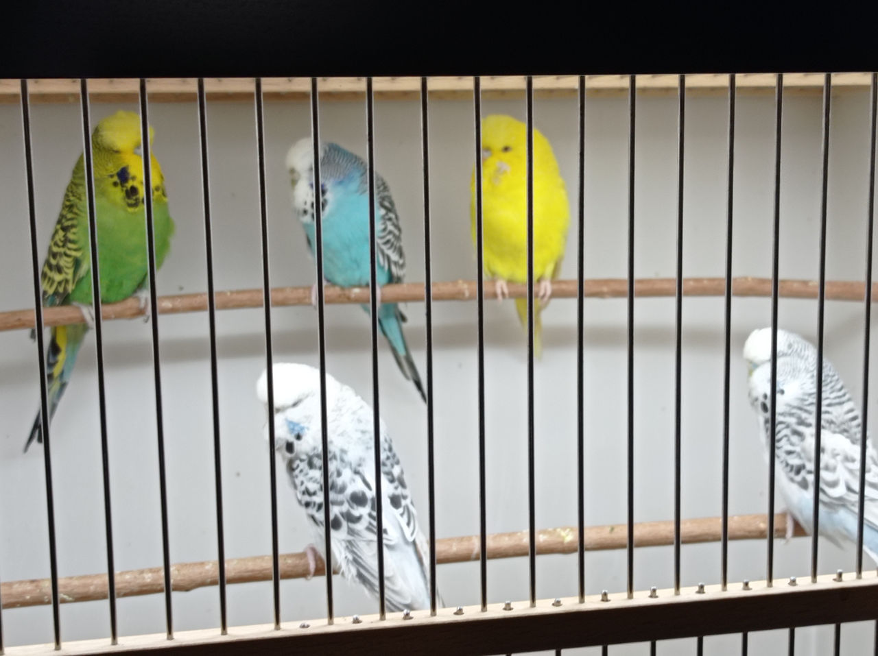 Попугаи,Выставочные волнистые попугаи,Чехи,Питомник | Кладовая Птиц