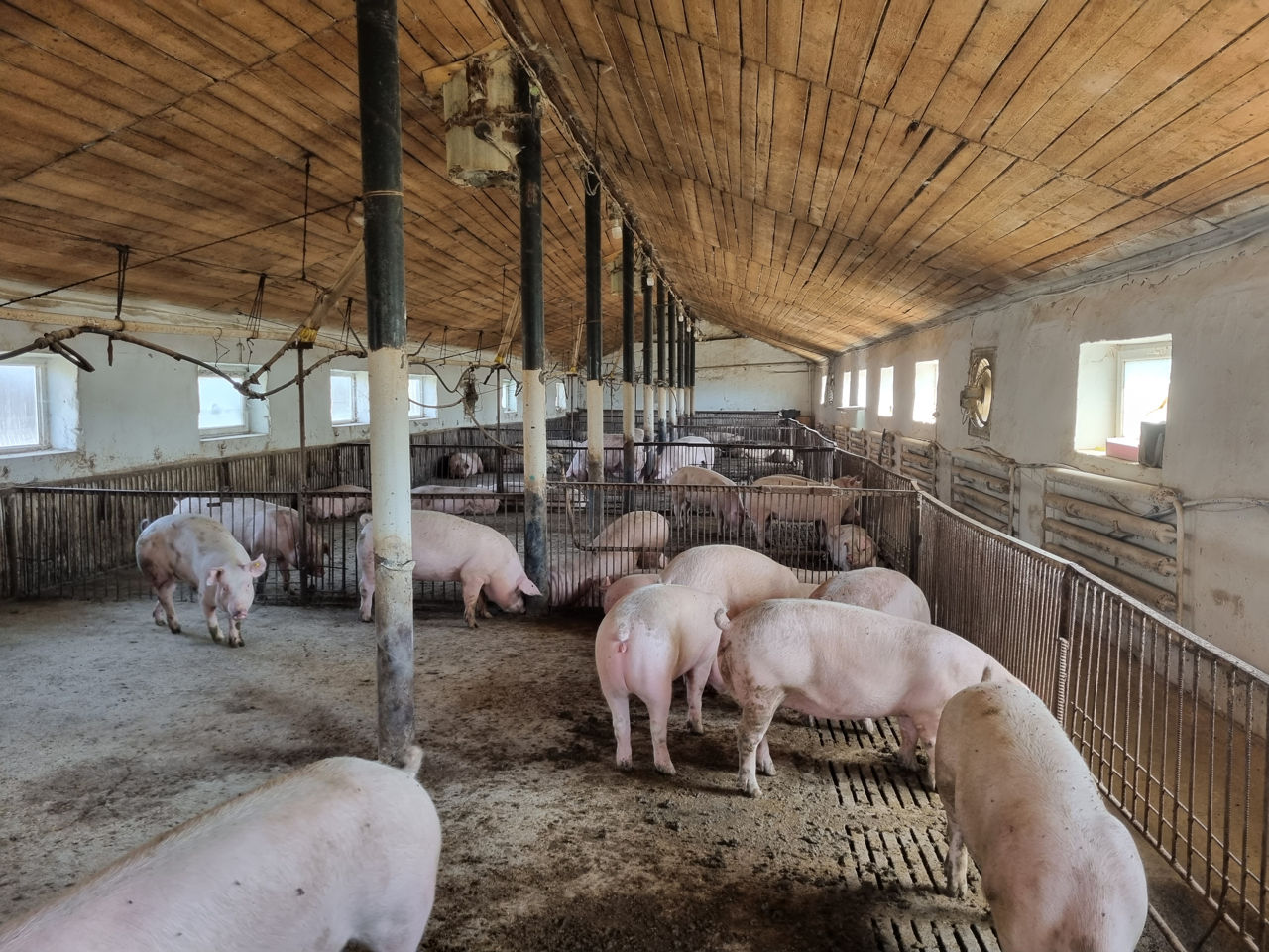 Ferma Porci activa, reproducere si incrucisare - Calarasi foto 6