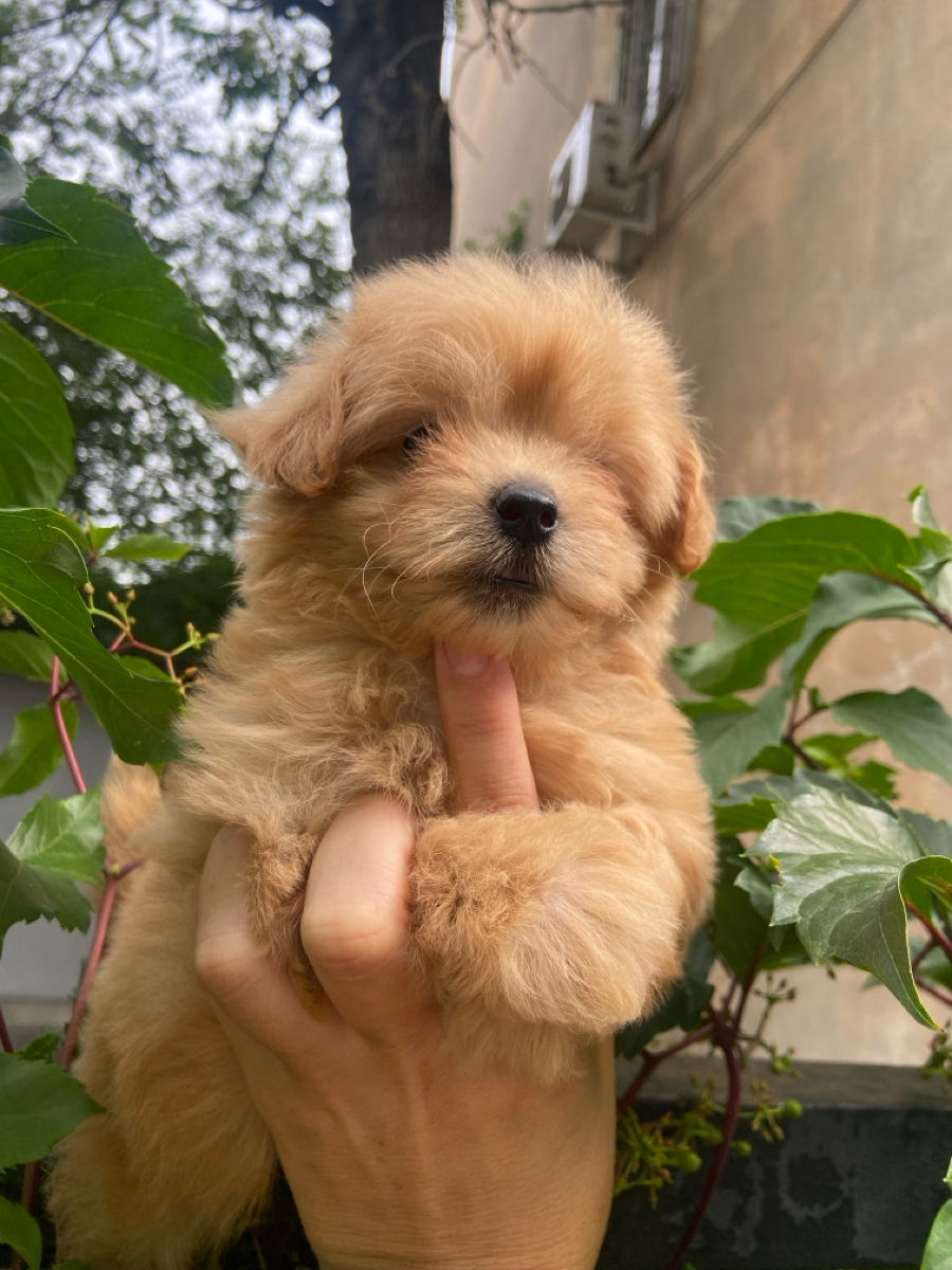 Микро девочка мальтипу foto 2
