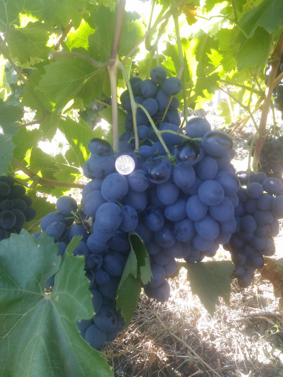 Молдавский виноград сорт Бусуйок