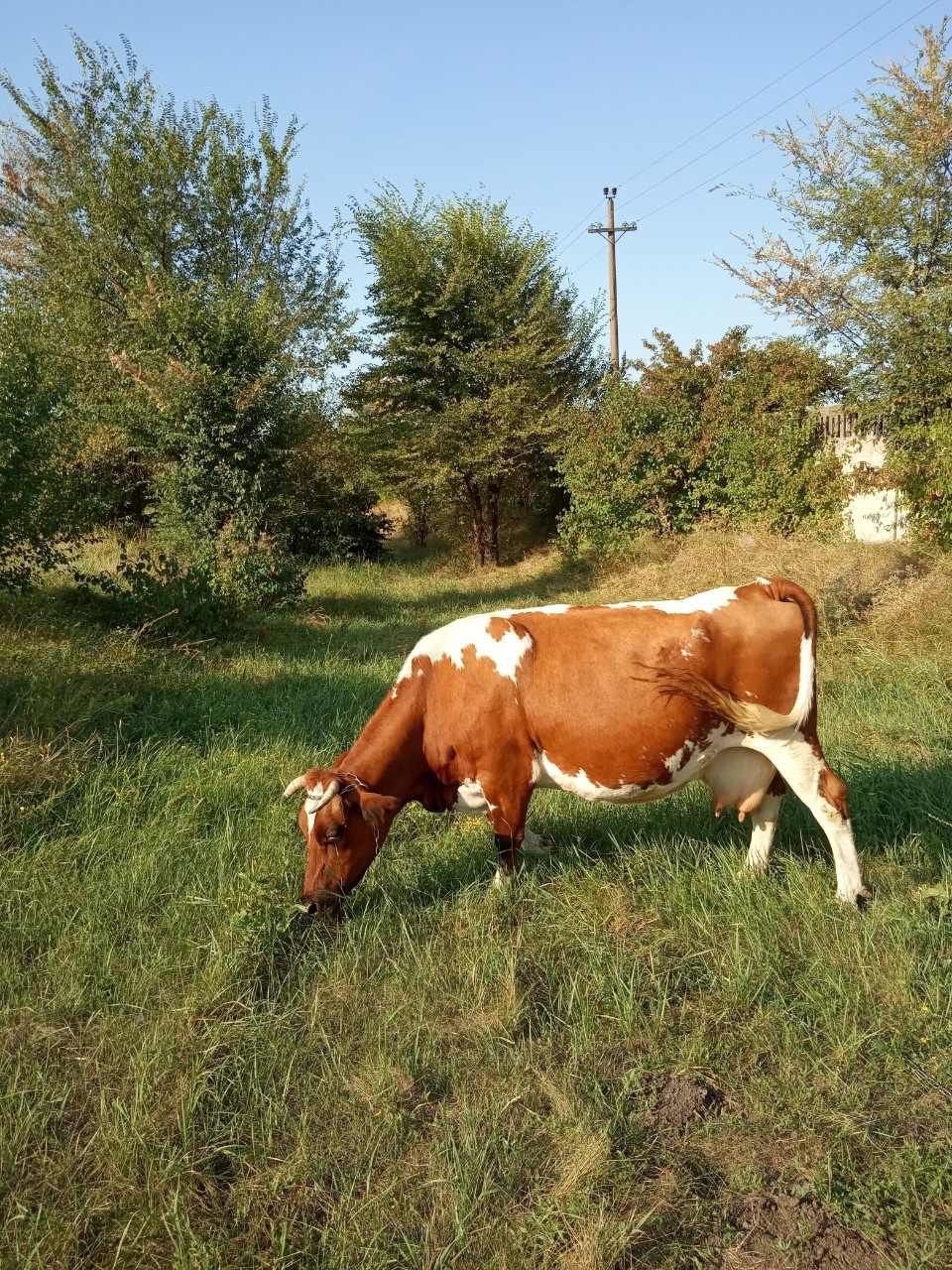 Фото Беременной Коровы