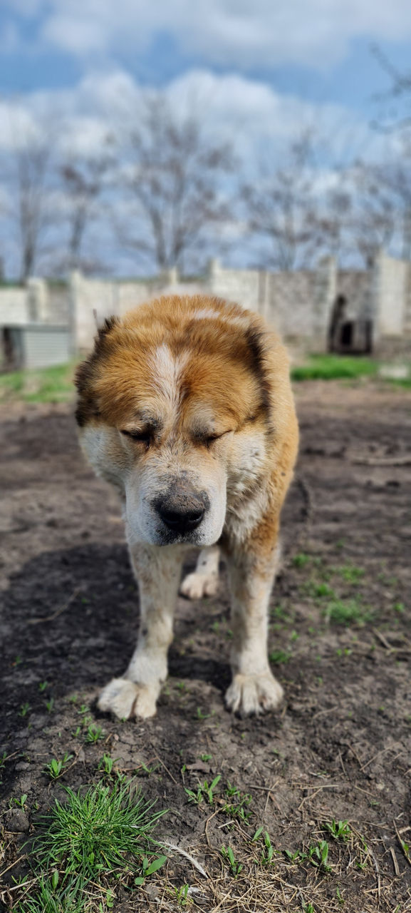 Кавказский волкодав фото