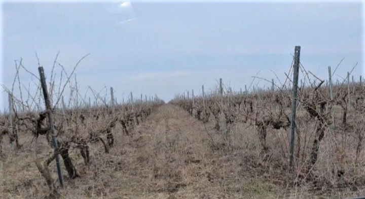 86 hectare de vita de vie Merlo Caberne foto 8