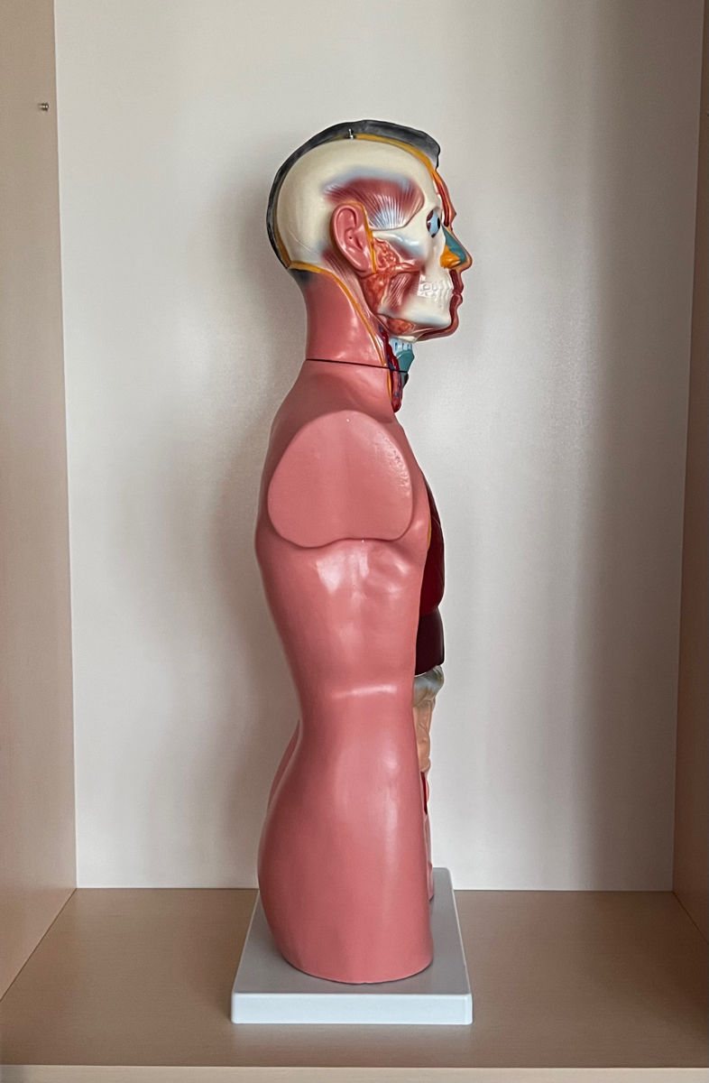 Manechin medical anatomic foto 1