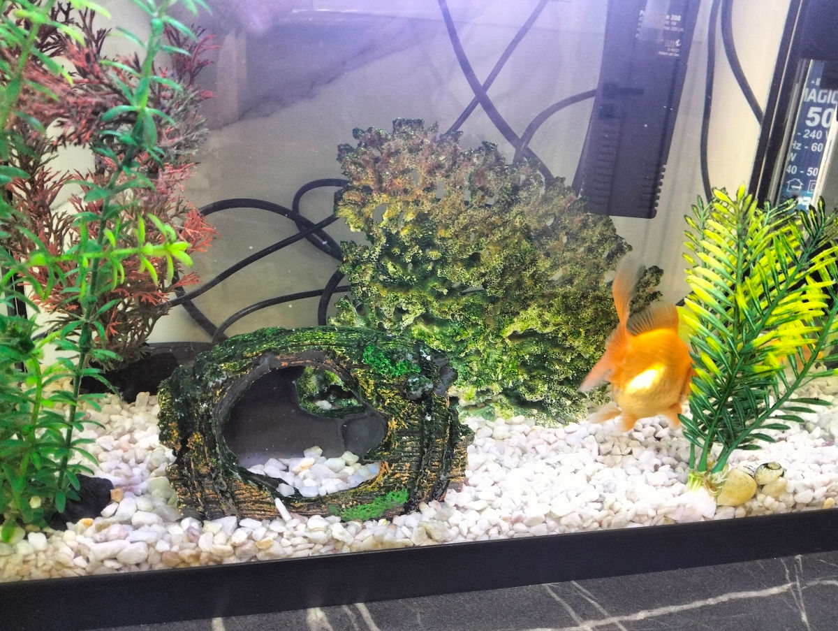 Acvarium cu pesti foto 5