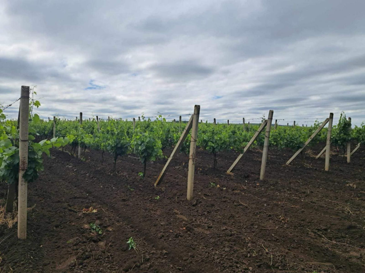 Vindem Teren Agricol cu Livadă 10ha+viță de vie 4ha+5ha  teren arabil. Țepoaia, comunaTigheci, Leova foto 2