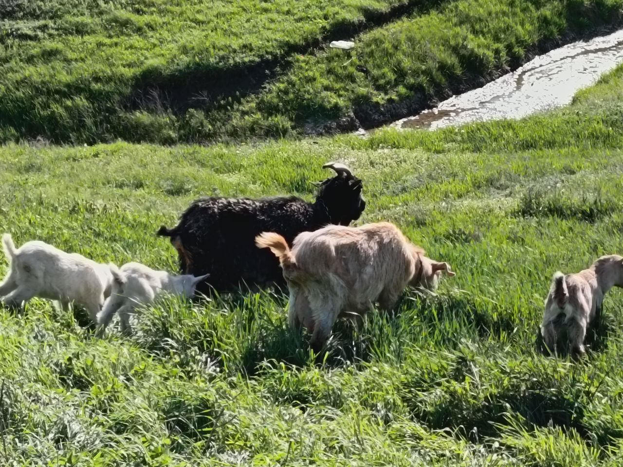 Vînd capre foto 1