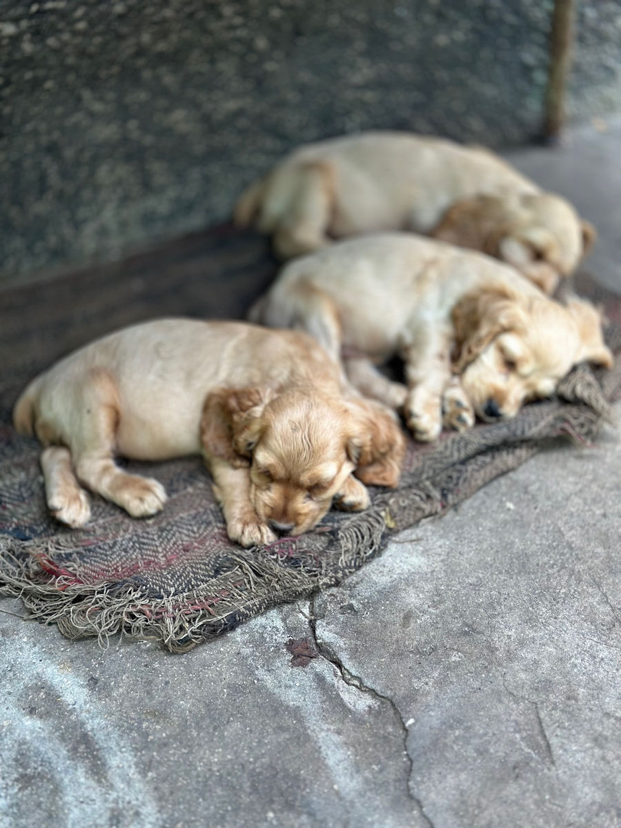 Cocker Spaniel Englez Rasa curata  foto 5