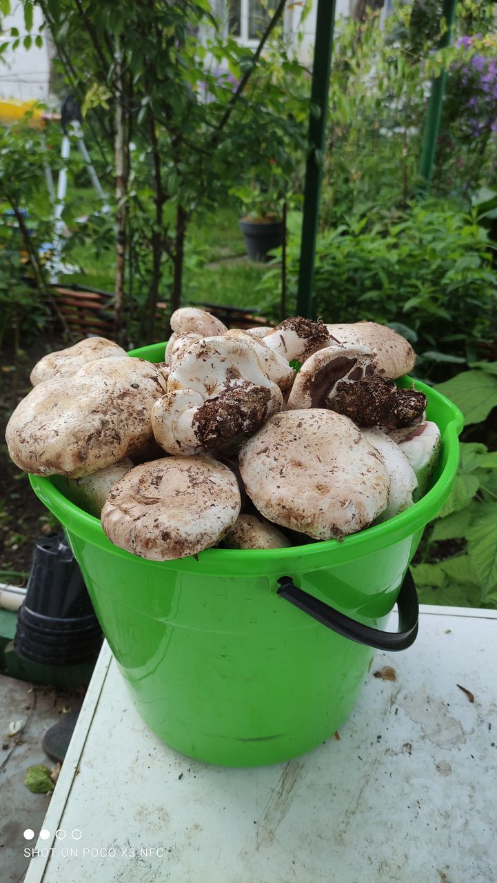 Шампиньоны лесные!