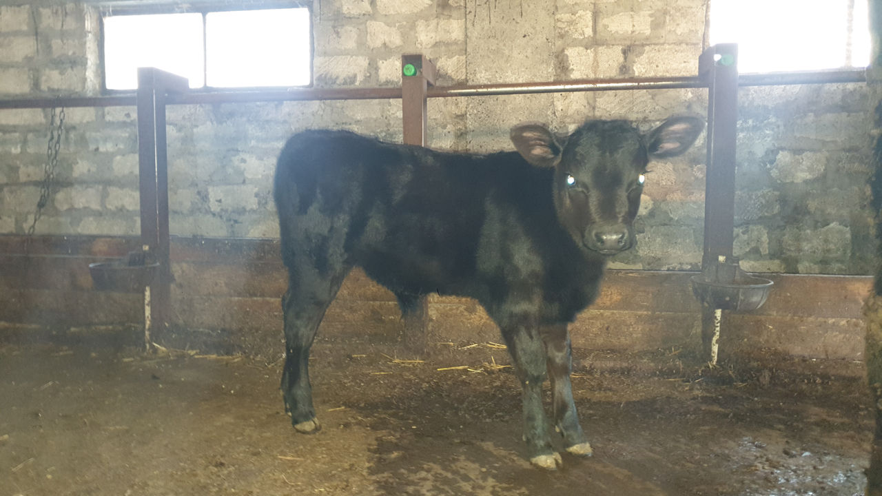 Cumpărăm animale la carne si crestere foto 0