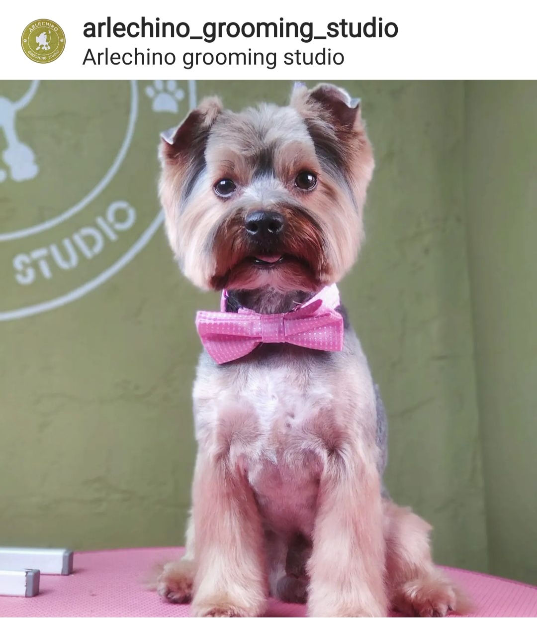 "Arlechino Grooming Studio". Buiucani. Îngrijirea cainilor si a pisicilor. foto 4