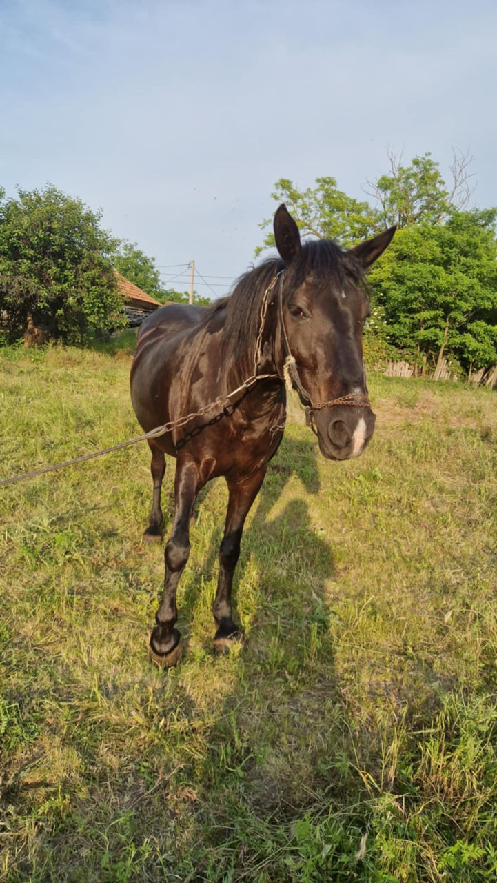 Iapă de vânzare – harnică și experimentată în lucrări agricole, preț - 10500lei foto 6