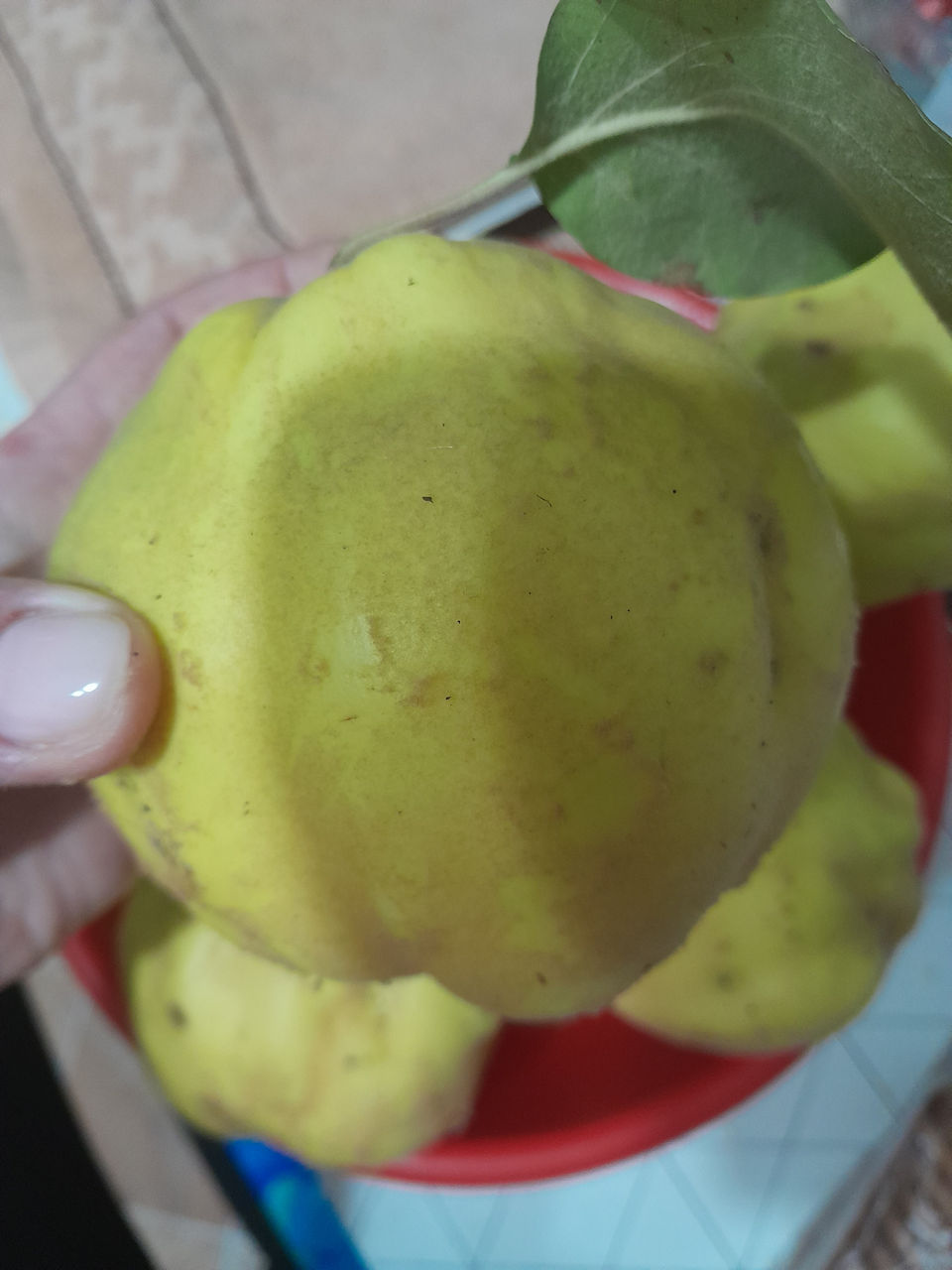 Продаётся айва сорт яблочный и Кодрянка.