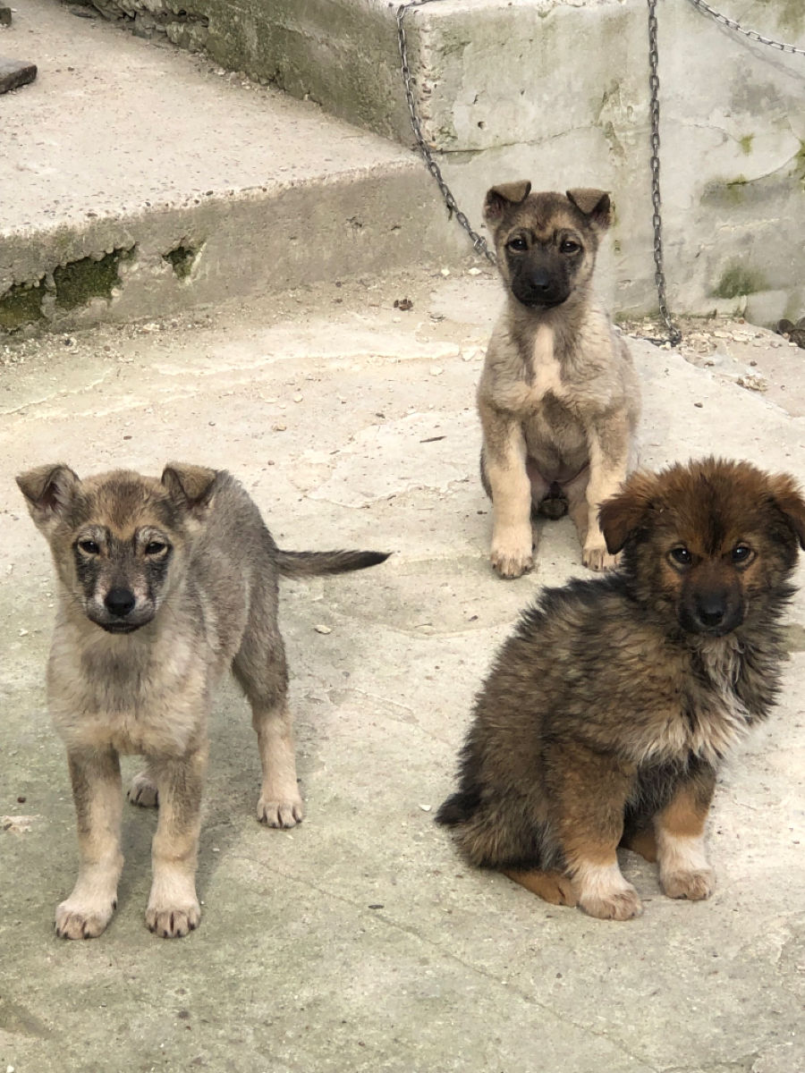 Ofer in dar caini, Husky Metis foto 2