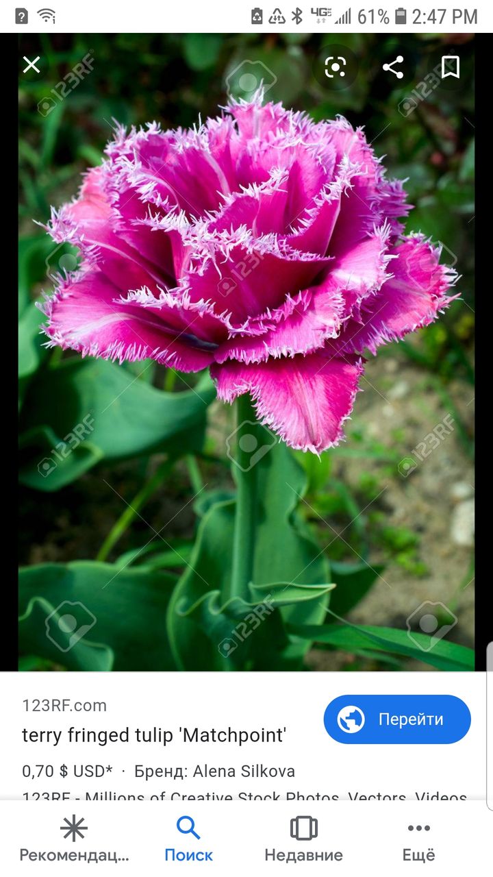zambile, crocus, lalele, narcis, iris, branduse, fritillaria, muscari foto 3