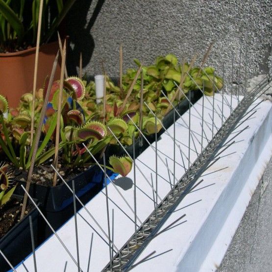 Protectie impotriva pasarilor- instalare , servicii auto turn... foto 3
