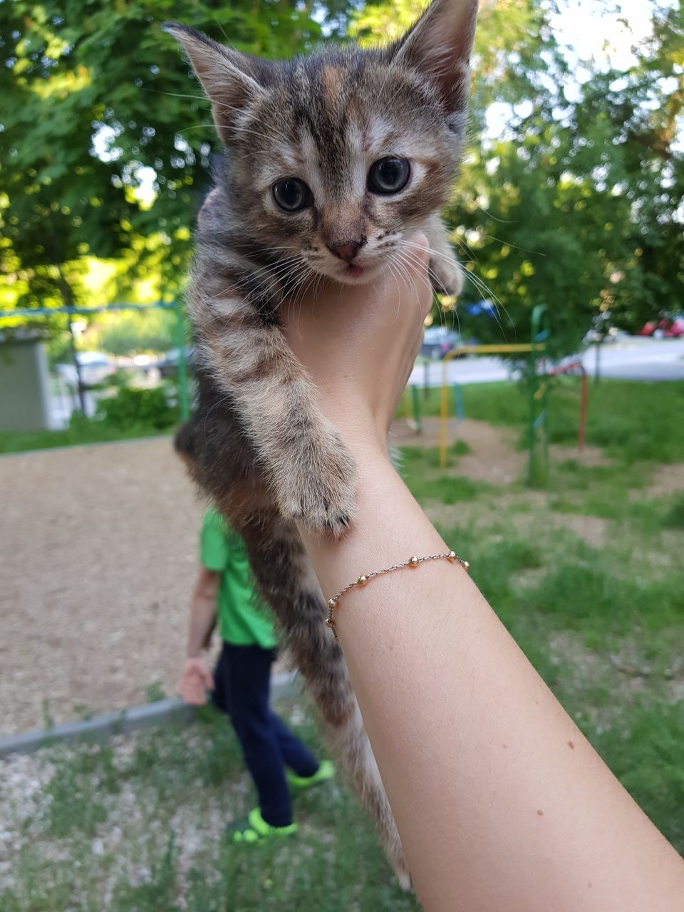 Срочно нужен дом котёнку! Очень красивая и ласковая!