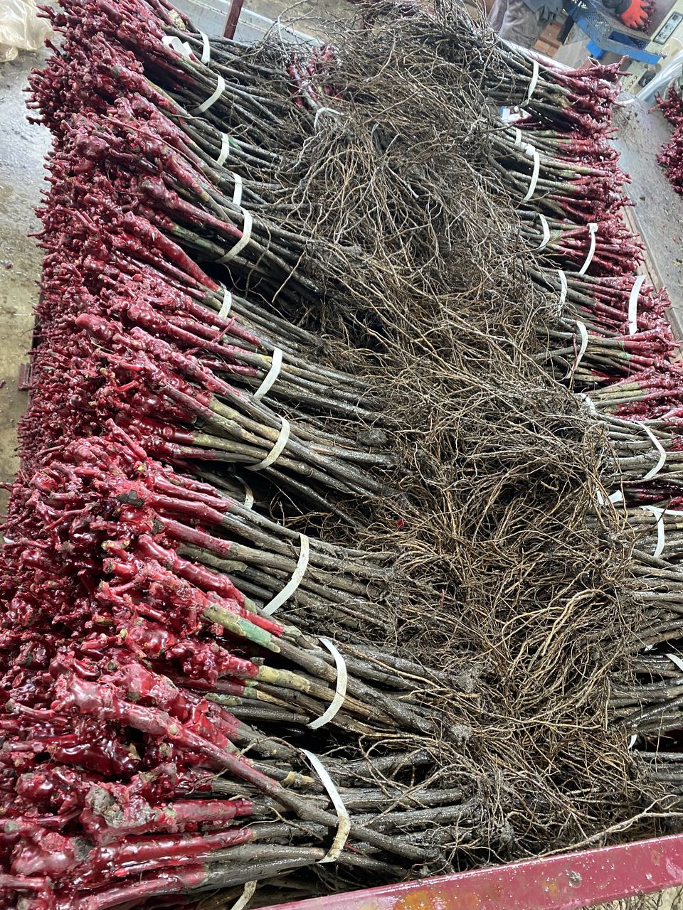 Butasi vita de vie foto 1