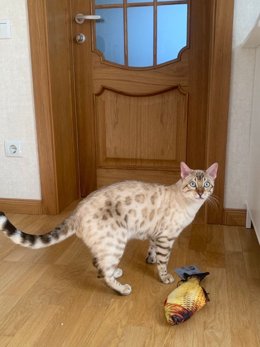 бенгальский Snow Lynx