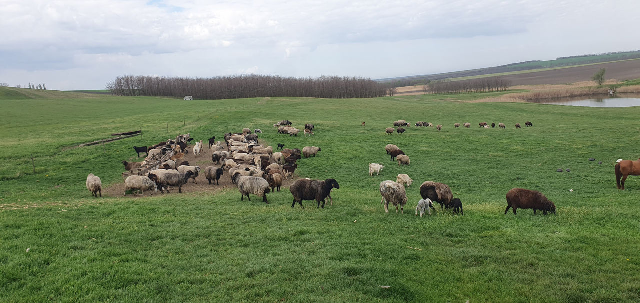 Ovine  фото 4