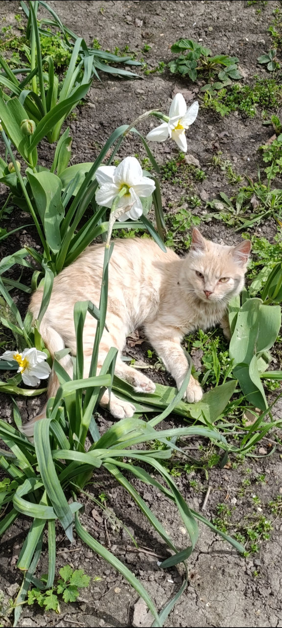 Котенок мальчик персиковый и рыжий само очарование фото 4