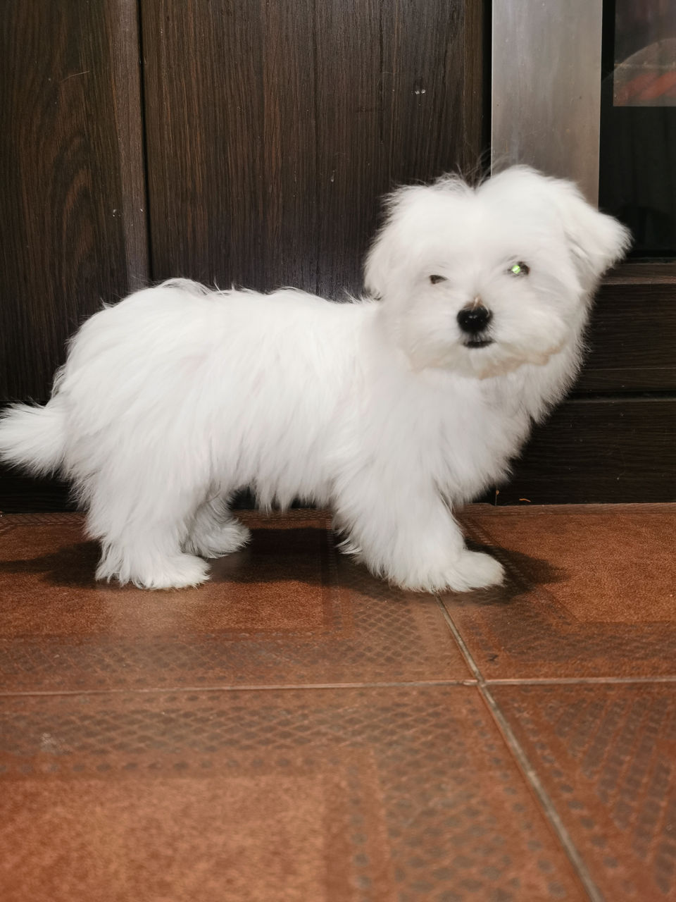 Карликовый пудель коричневый (31 фото) | Toy poodle puppy cut, Poodle ...