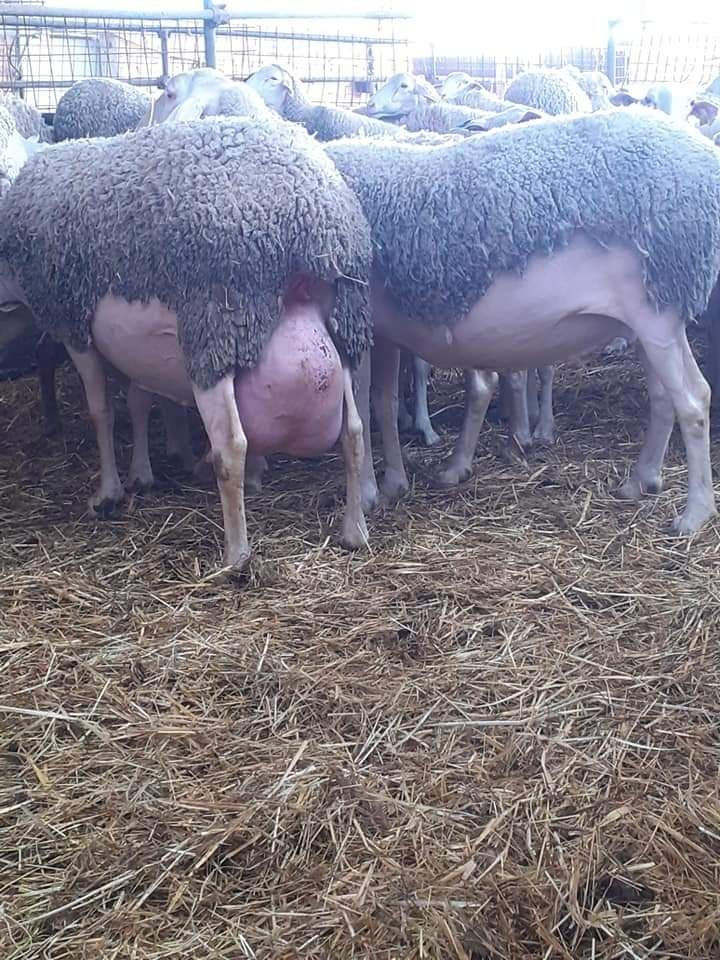 Oi de lapte lacaune. 3-5 litri de lapte foto 3