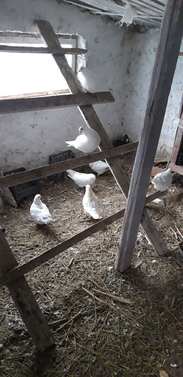 Vind porumbei king / продаются голуби кинг foto 3