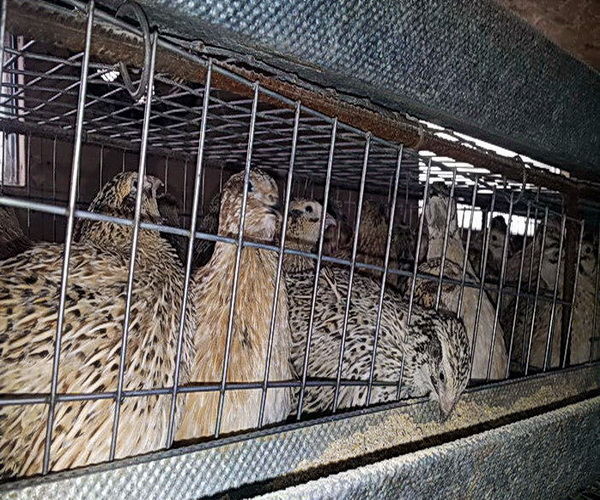 Cleşte capsator pentru inele din sirmă.Клещи для скрепления сетки. foto 5