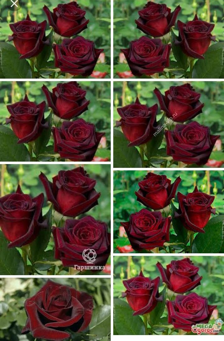 Чайная роза черная магия фото и описание