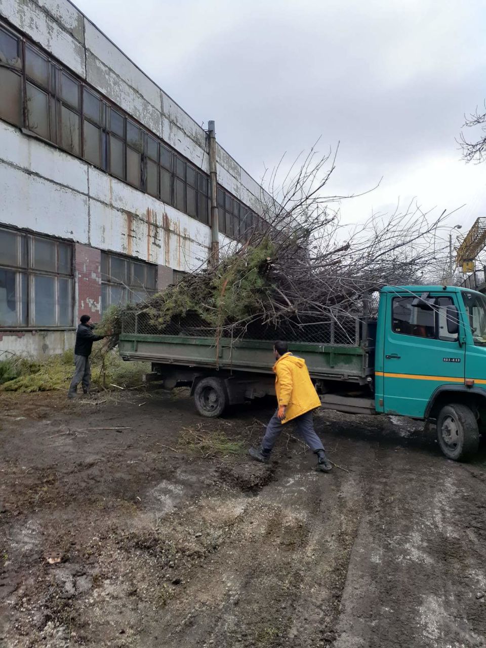 Благоустройство спил деревьев,удаление кроны,уборка территорий curatarea terenurilor. teritoriilor. foto 6