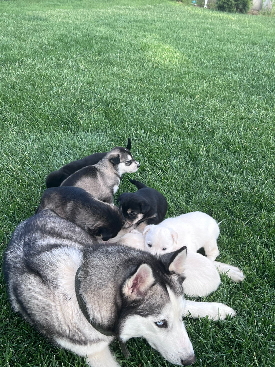 Vînd Metis Labrador & Husky foto 9