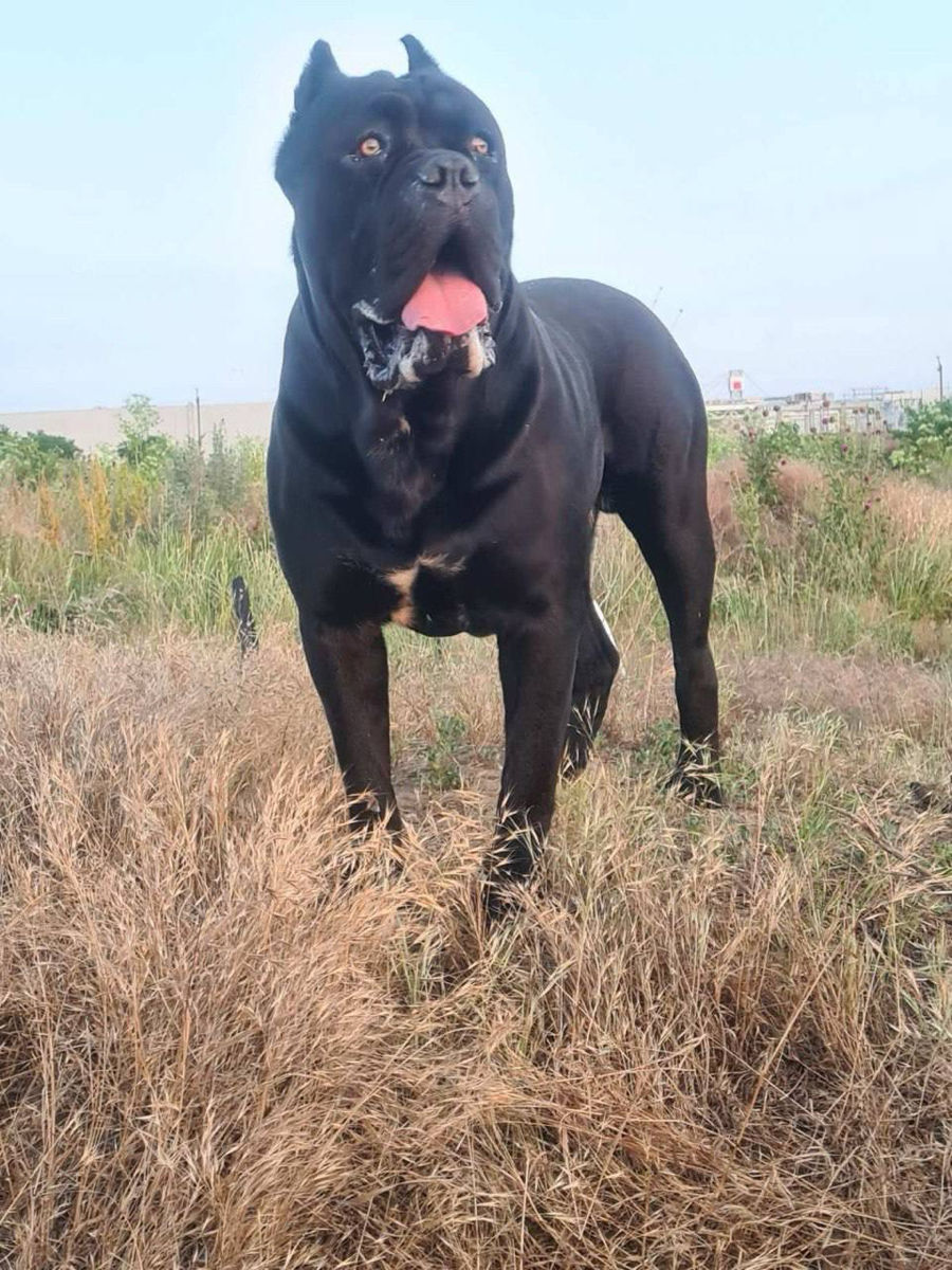 Cane Corso cu pedigree foto 7