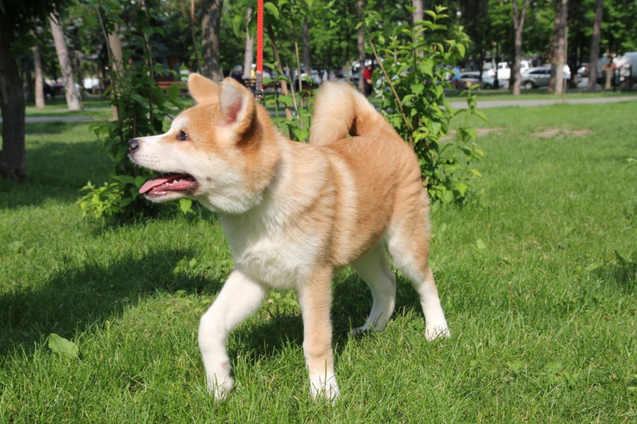 Akita inu - mascul / Акита ину - мальчик  фото 2