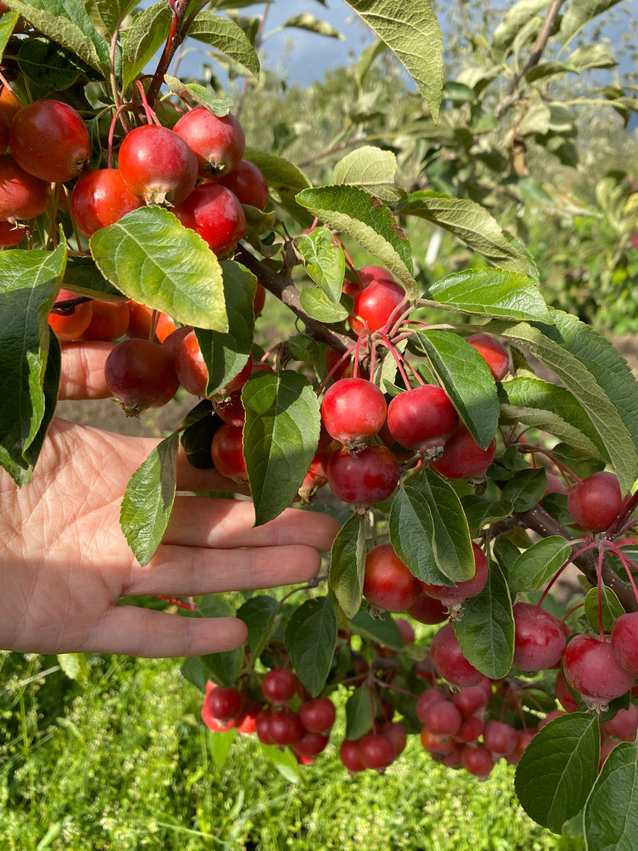 Продаю яблоки сорт «райское»