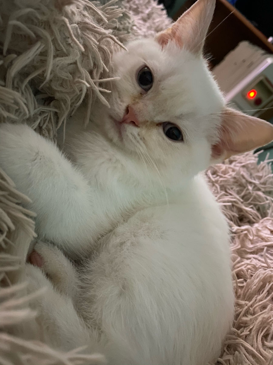 Шотландский чистокровный беленький котёнок с голубыми глазами