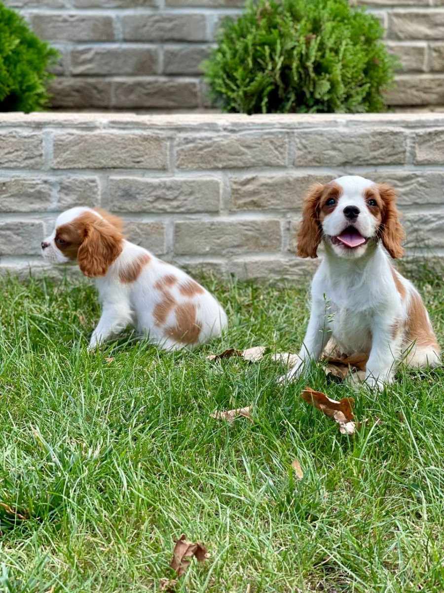 Кавалер чарльз кинг спаниель Cavalier King Charles Spaniel foto 4