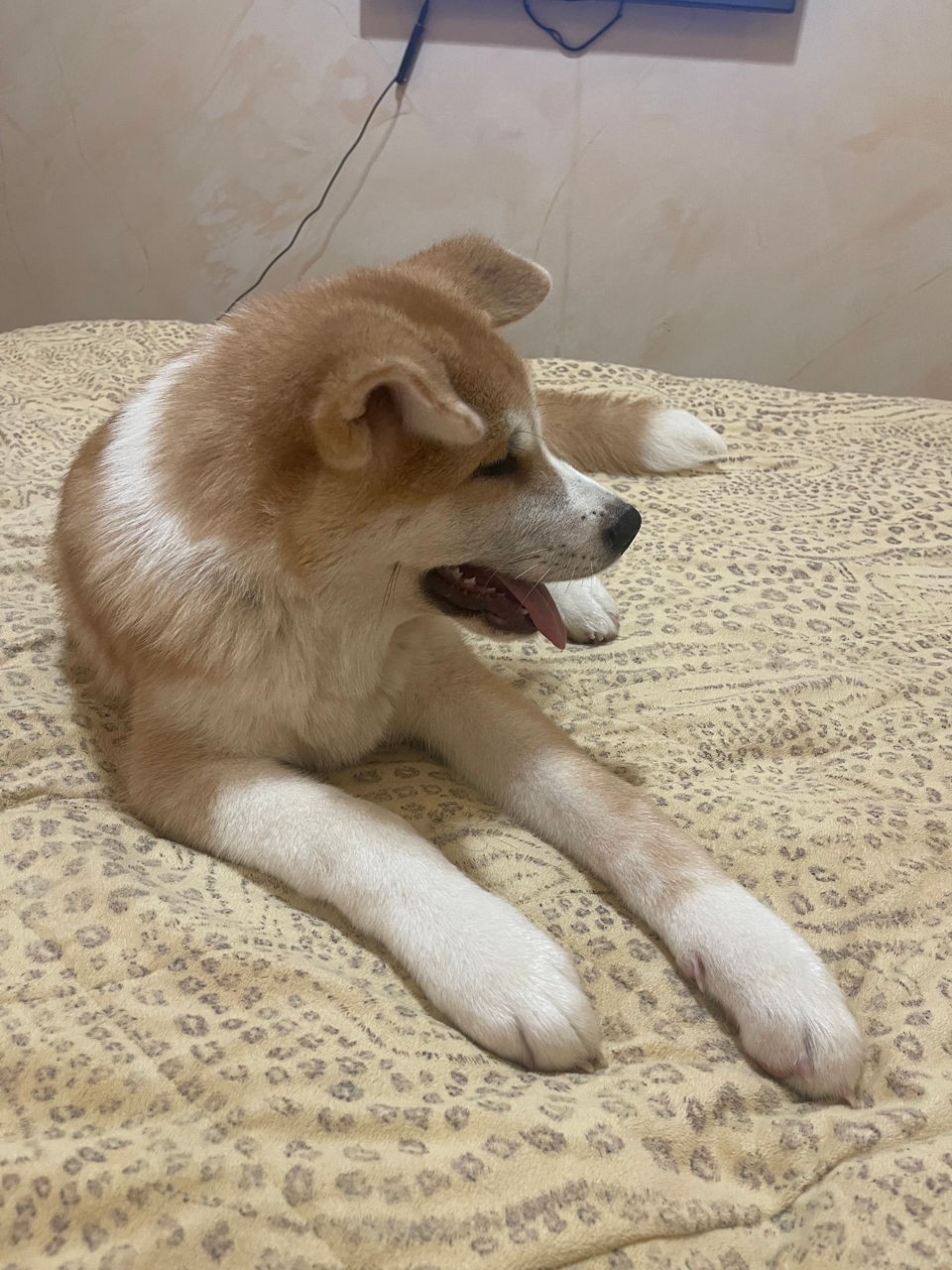 Akita inu - mascul / Акита ину - мальчик  фото 7