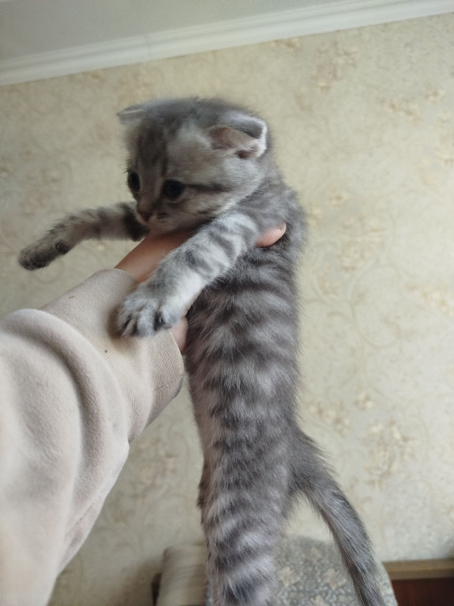 VAND PISICI foto 5