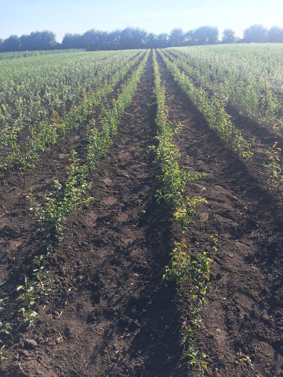 vindem copaci pe garantie diferite soiuri cu certificat de calitate foto 7